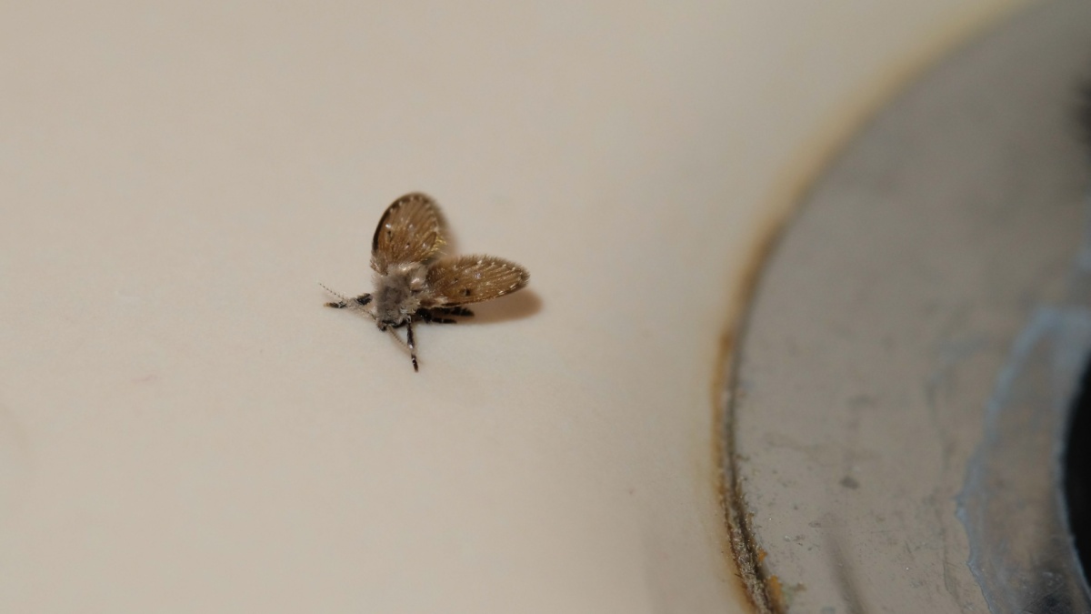 De mieren in je badkamer, een plaag die ernstigere problemen verbergt