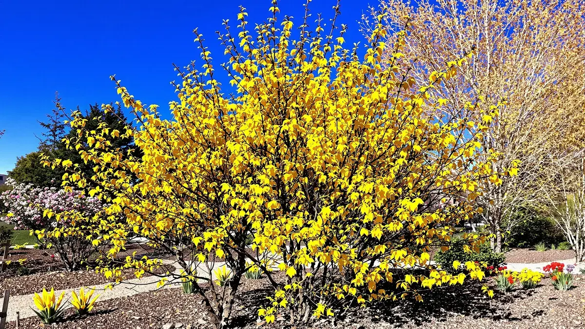 De grootte van je forsythia in de herfst is misschien niet zo eenvoudig als het lijkt volgens experts